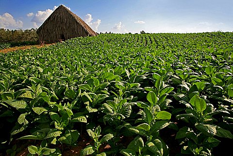 Tobacco cultivation, Vi, Vinales, Cuba, West Indies, Central America
