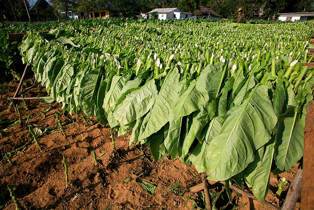 Tobacco cultivation, Vi, Vinales, Cuba, West Indies, Central America