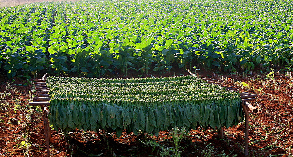 Tobacco cultivation, Vi, Vinales, Cuba, West Indies, Central America