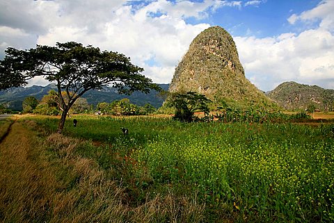 Landscape, Vi, Vinales, UNESCO World Heritage Site, Cuba, West Indies, Central America