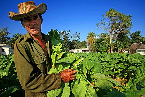 Tobacco cultivation, Vi, Vinales, Cuba, West Indies, Central America