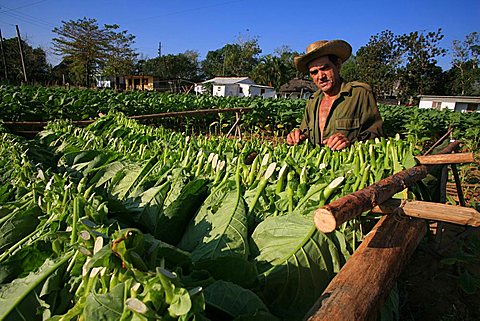 Tobacco cultivation, Vi, Vinales, Cuba, West Indies, Central America