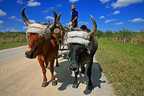 Campesino, South Coast, Playa Las Coloradas, Cuba, West Indies, Central America