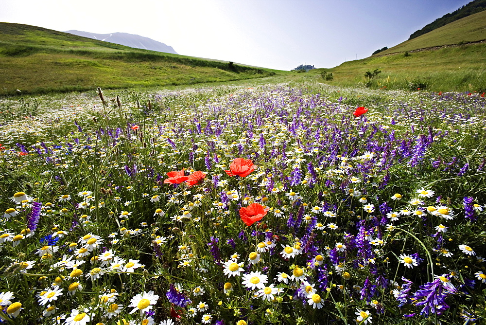 Flowers, Piano Grande, Monti Sibillini National Park, Castelluccio di Norcia, Umbria, Italy, Europe