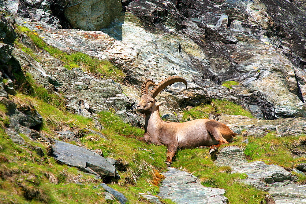 Steinbock, Saas-Fee, Vallese, Switzerland, Europe