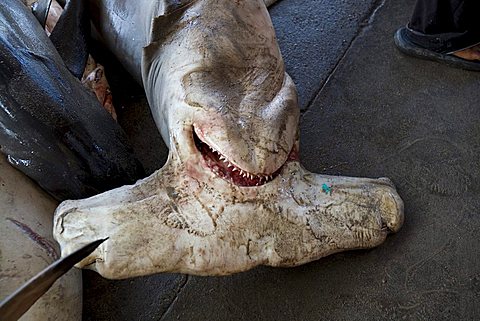 Hammerhead shark, fish market, Al Hodeidah, Yemen, Middle East  