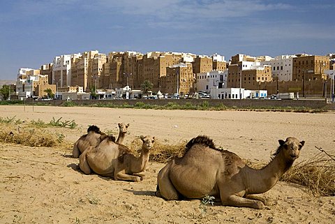 Old city built with mud bricks, Shibam, Yemen, Middle East  