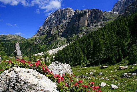 Rhododendrum hirsutum, Pale di San Martino, Trentino, Italy