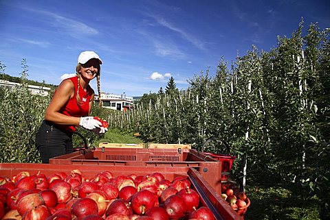 Mondial Gala apples harvesting, Trentino-Alto Adige, Italy