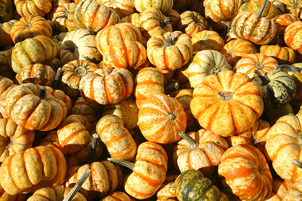 Sweet Dumpling pumpkins, Pumpkin fair, Walther square, Bolzano, Trentino Alto Adige, Italy