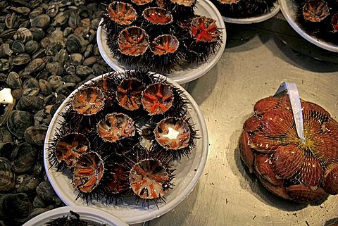 Echinus, Fish market, Catania, Sicily, Italy