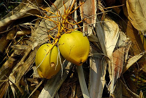 Coconut, Dominican Republic, West Indies, Central America