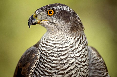 Northern goshawk, Italy