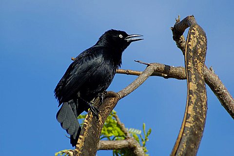Greater Antillean Grackle, Dominican Republic, West Indies, Central America