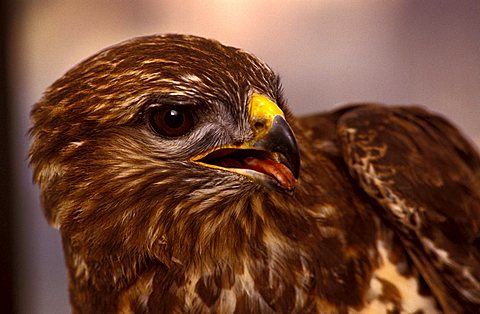 Common buzzard, Italy