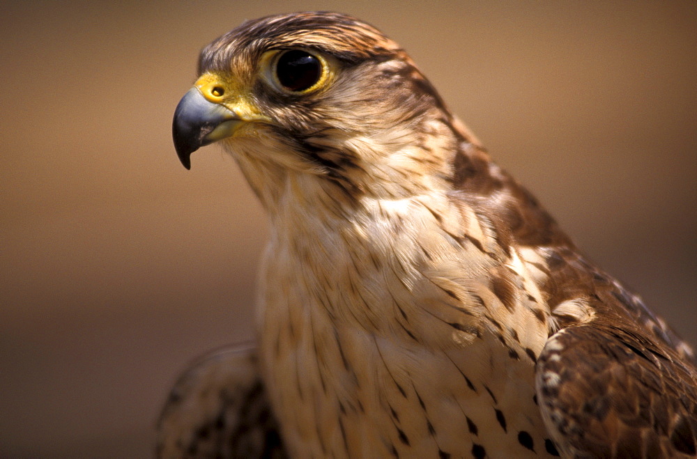 Lanner falcon, Italy
