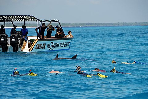 Diving with dolphins, Mnemba Atoll, Zanzibar, United Republic of Tanzania, Africa