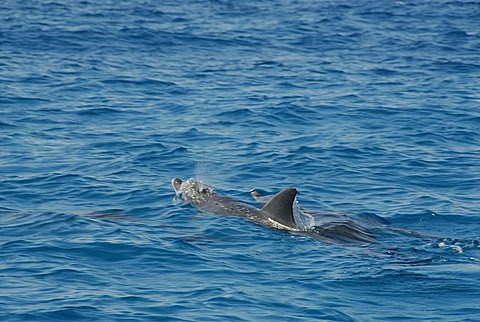 Dolphins, Mnemba Atoll, Zanzibar, United Republic of Tanzania, AfricaUnguja