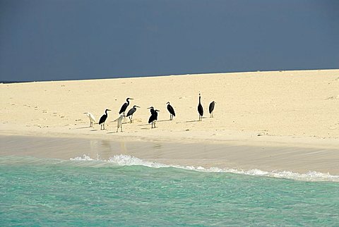 Egretta Heron, Mnemba Atoll, Zanzibar, United Republic of Tanzania, Africa