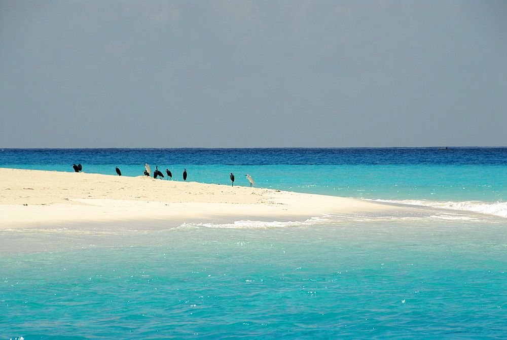 Egretta Heron, Mnemba Atoll, Zanzibar, United Republic of Tanzania, Africa