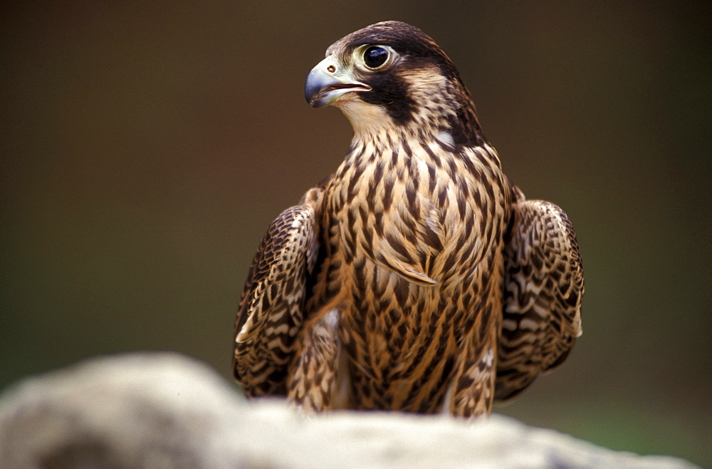 Peregrine falcon, Italy