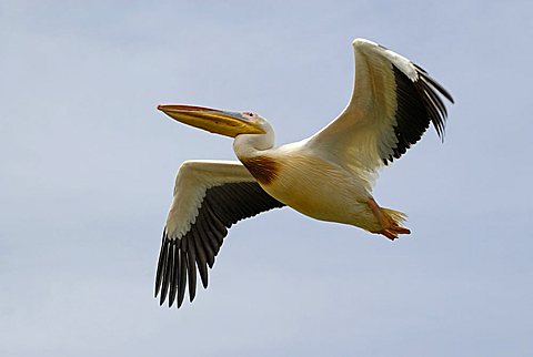 Great White Pelican, Djoudj National Bird Sanctuary, Republic of Senegal, Africa