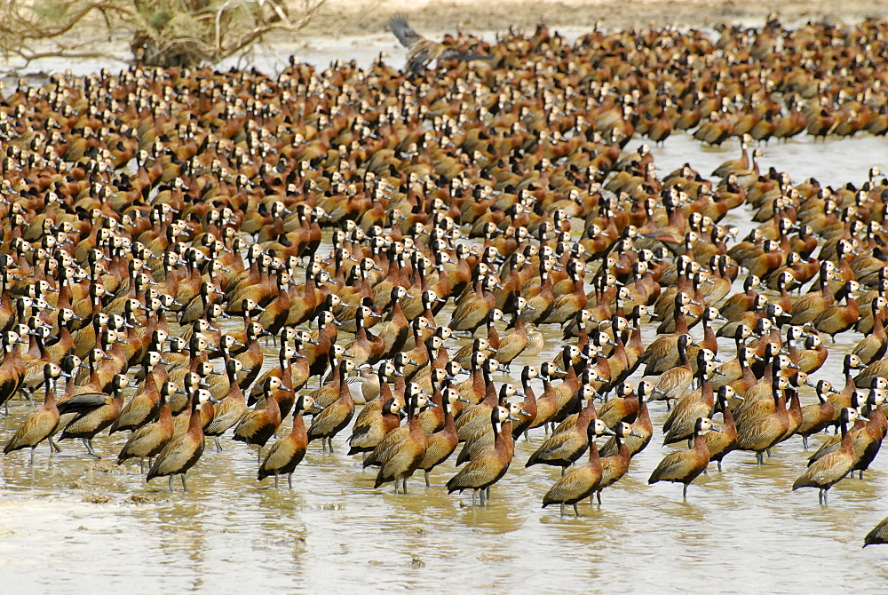 White-faced Whistling Duck in flight, Djoudj National Bird Sanctuary, Republic of Senegal, Africa