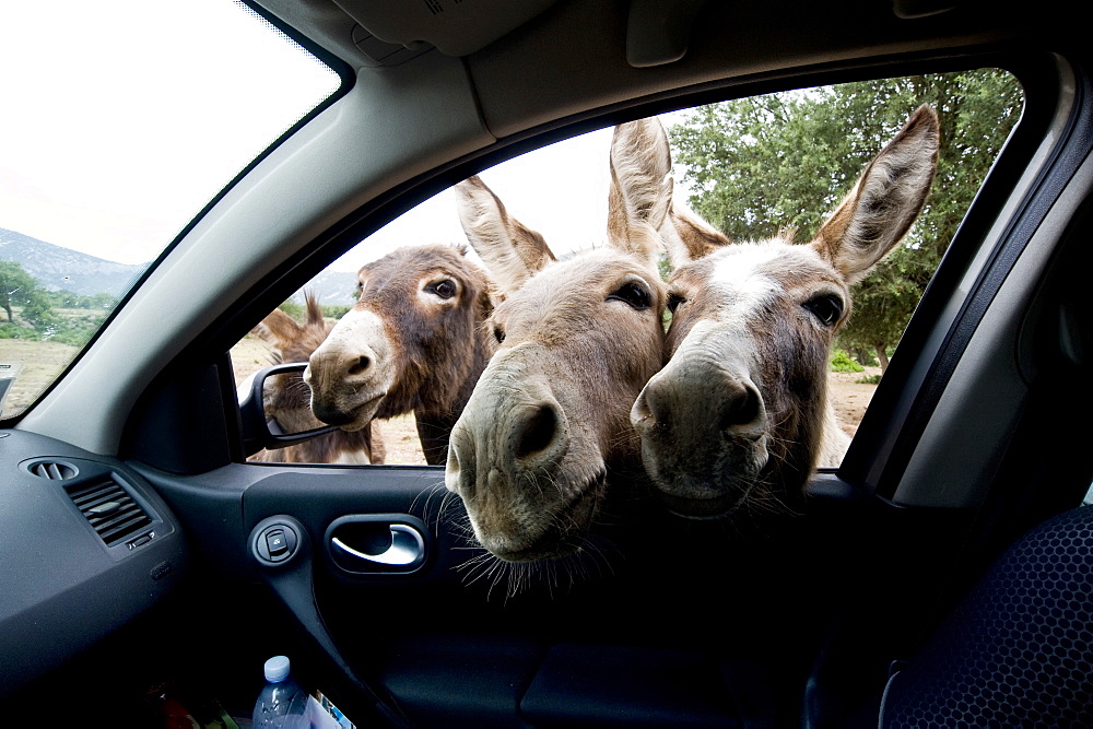 Donkeys, Baunei, Golgo, Sardinia, Italy