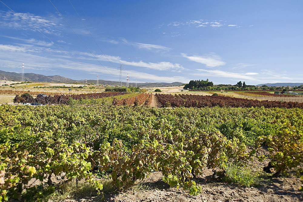 vendemmia harvest campidano Cagliari Sardinia Italy Medirranean