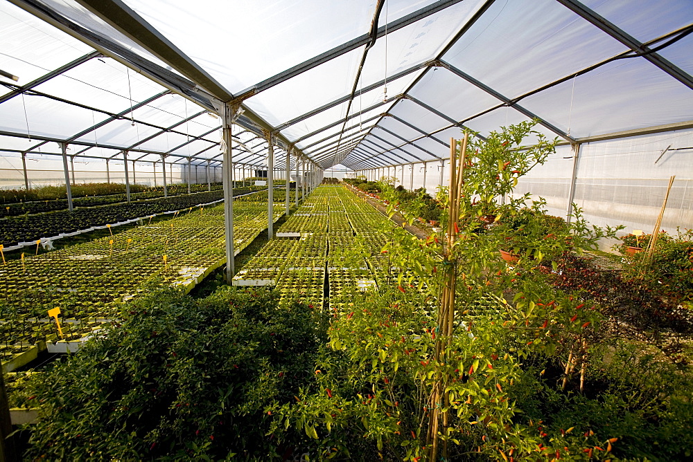 Vivaio Centro Piante greenhouse, Torchiarolo, Puglia, Italy