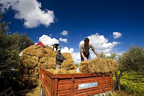 Hay harvesting, Ostuni, Puglia, Italy