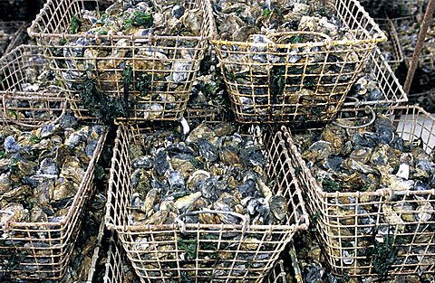 Oysters, Island of Oleron, Charente-Maritime, France, Europe 