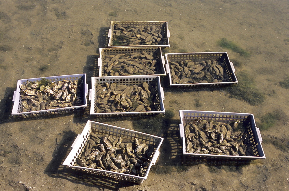 Oysters, Island of Oleron, Charente-Maritime, France, Europe 