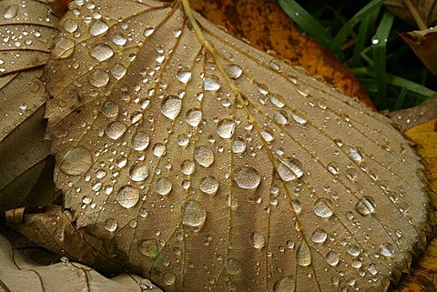 Leaf and dew