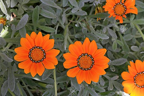 Gazania nivea
