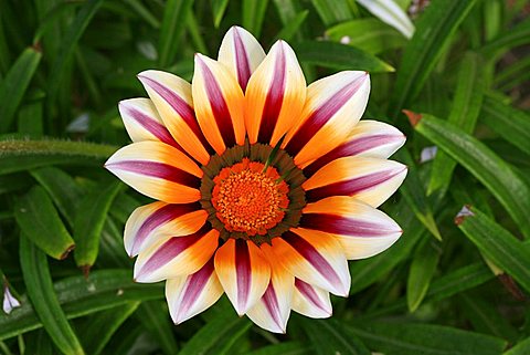 Gazania x hybrida