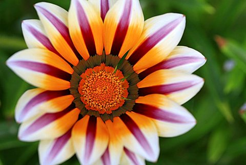 Gazania x hybrida