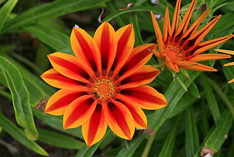 Gazania x hybrida