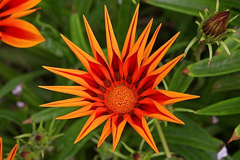 Gazania x hybrida