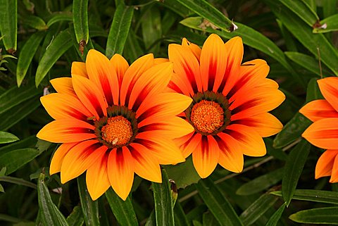 Gazania x hybrida