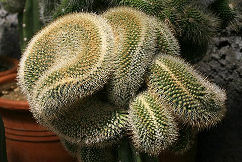 Mammillaria sp.cristata, crested cactus, cactus crestato