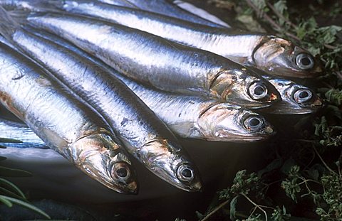 Anchovies, Monterosso, Cinque Terre, Liguria, Italy