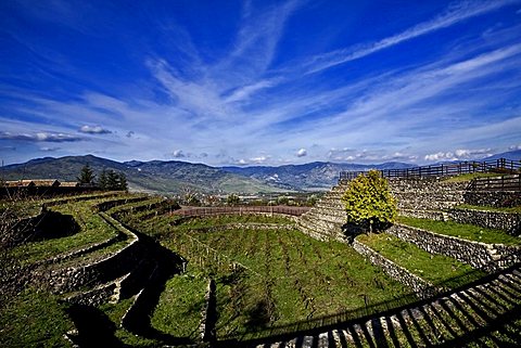 Typical Etna's vineyard, Catania, Sicily, Italy, Europe 