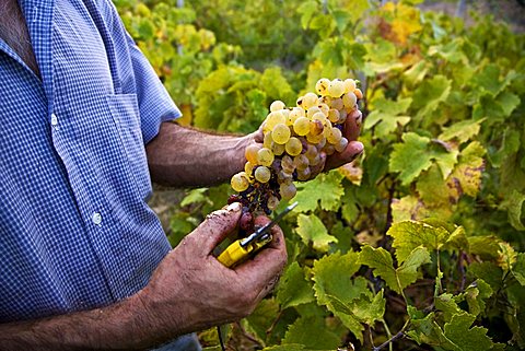 Grape harvest, Salina Island, Messina, Sicily, Italy, Europe