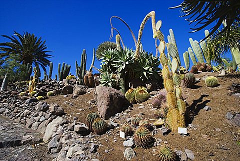 Cactualdea the biggest Cactuspark in Europe, San Nicolas de Tolentino, Gran Canaria, Canary Islands, Spain, Europe
