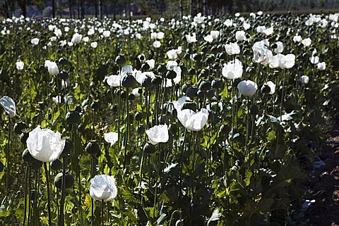 Opium-poppy field, Sögütlü, Turkey, Europe