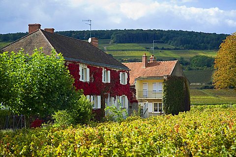 Beaune, Bourgogne, Burgundy, France, Europe