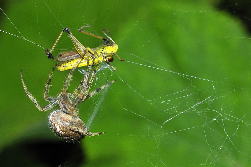 Araneus diadematus, European garden spider