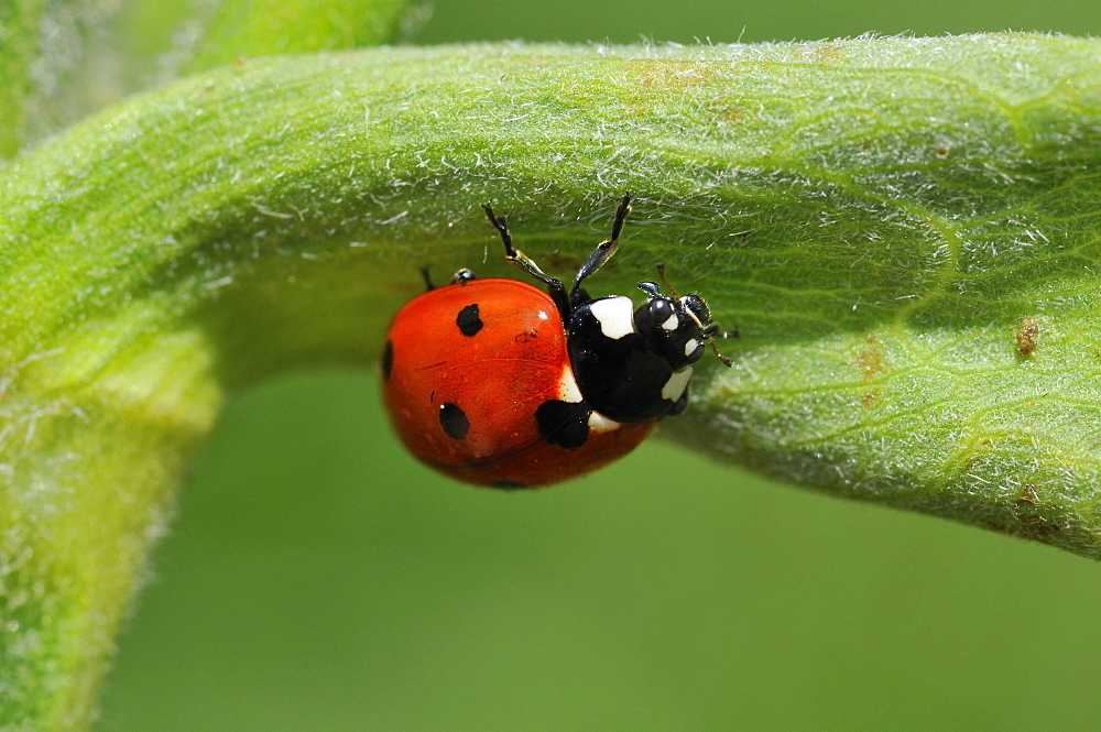 Coccinella septempunctata, seven-spot ladybird