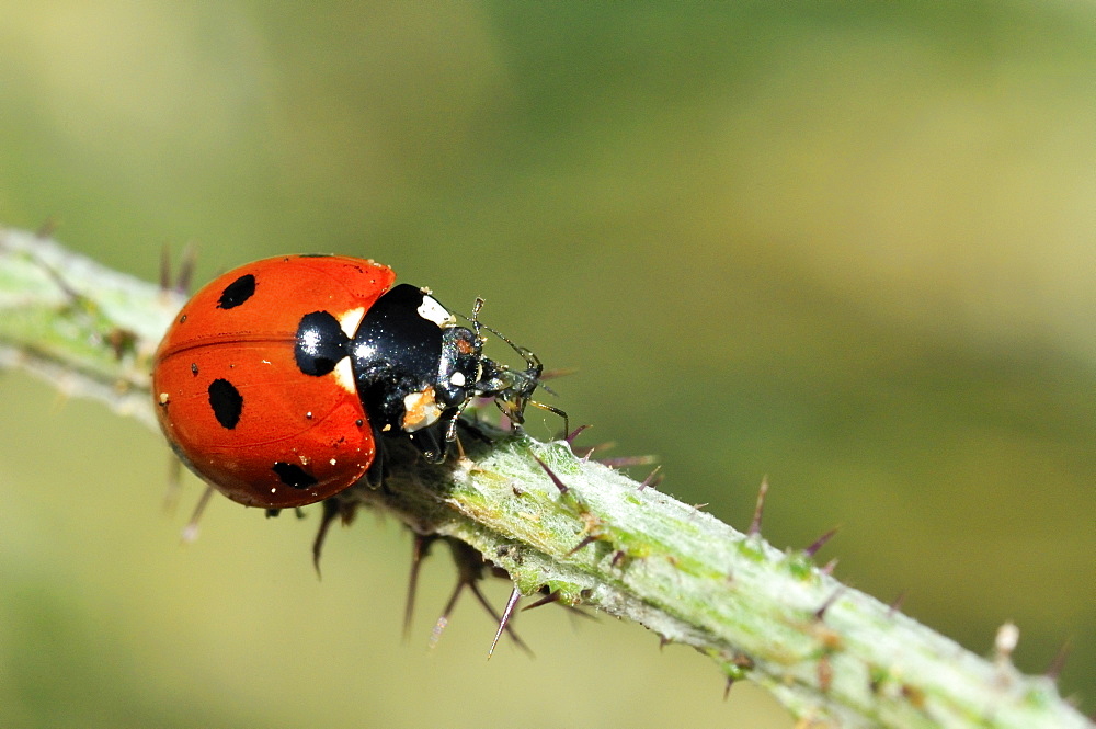 Coccinella septempunctata, seven-spot ladybird